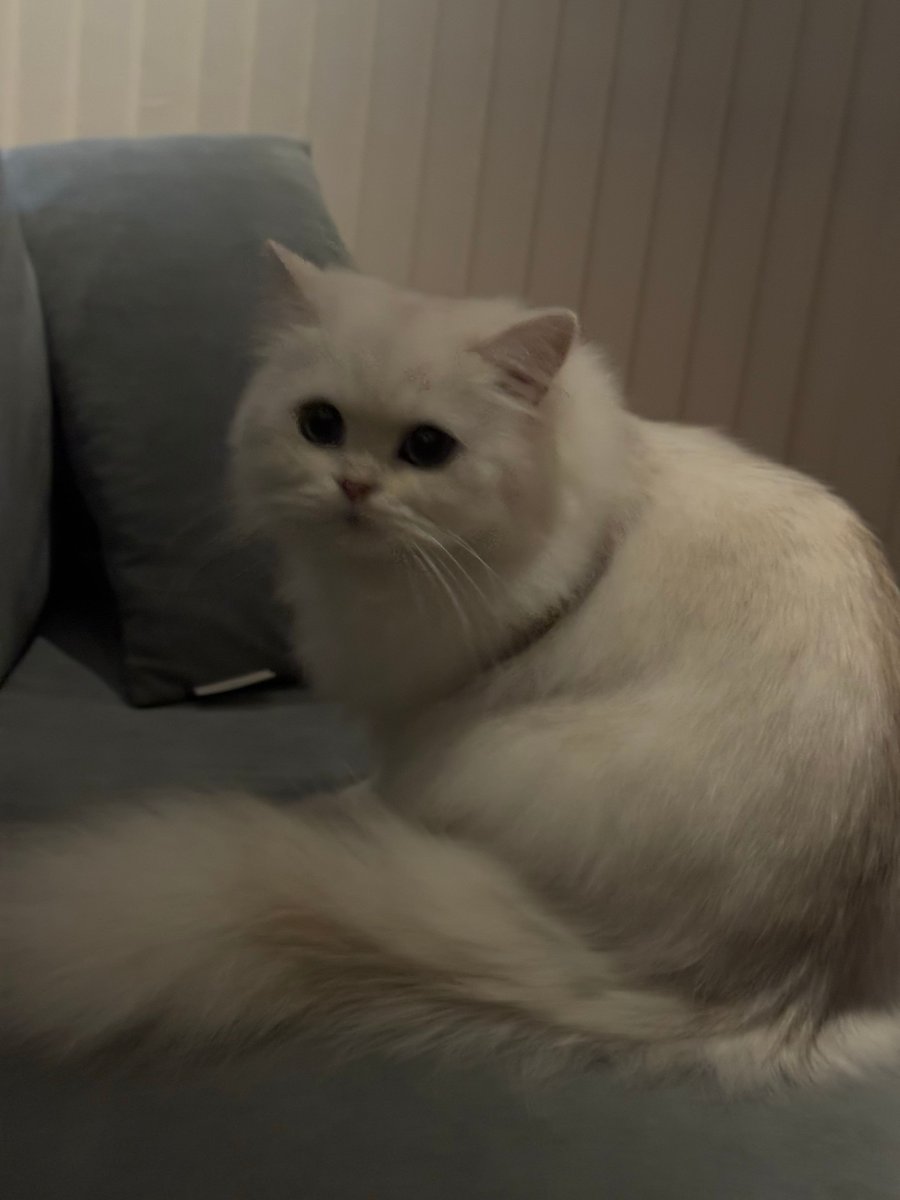 もものてんねんすい (@momosuikitty) / Posts / X