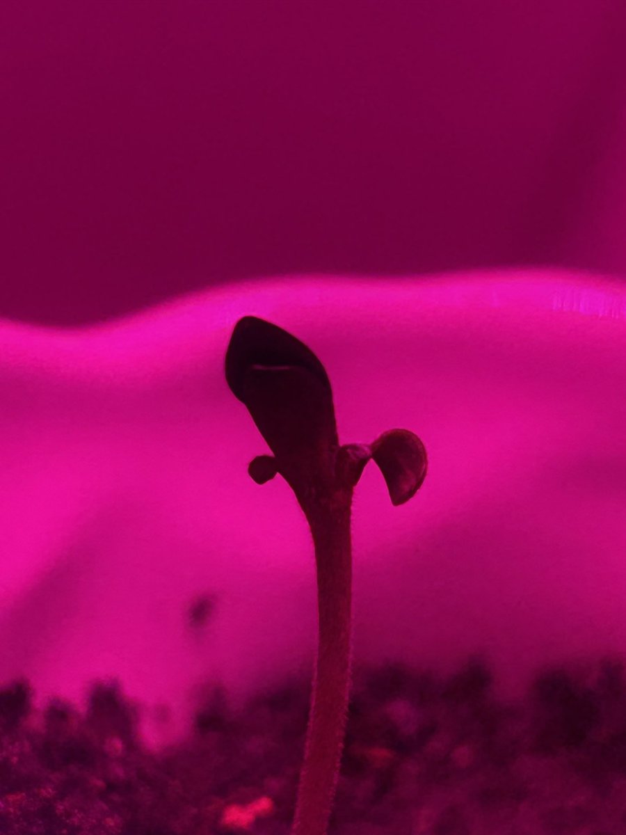 gm from my lil freak 🌱