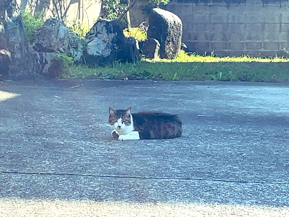 とある猫様せんよう とある猫様せんよう Amazon.co.jp: 猫様とゆとりある日々を :