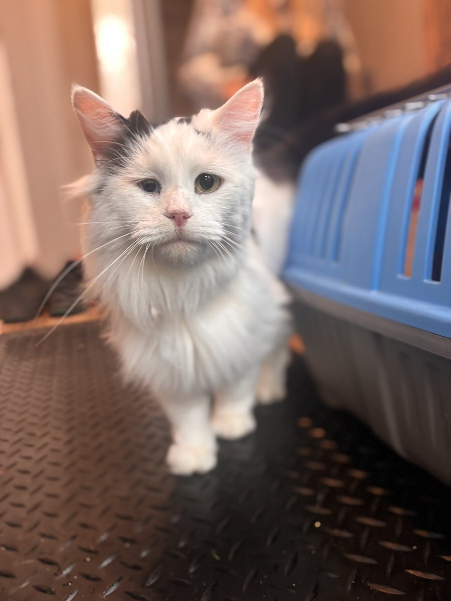 Carrot Cottage Rabbit Rescue tweet media