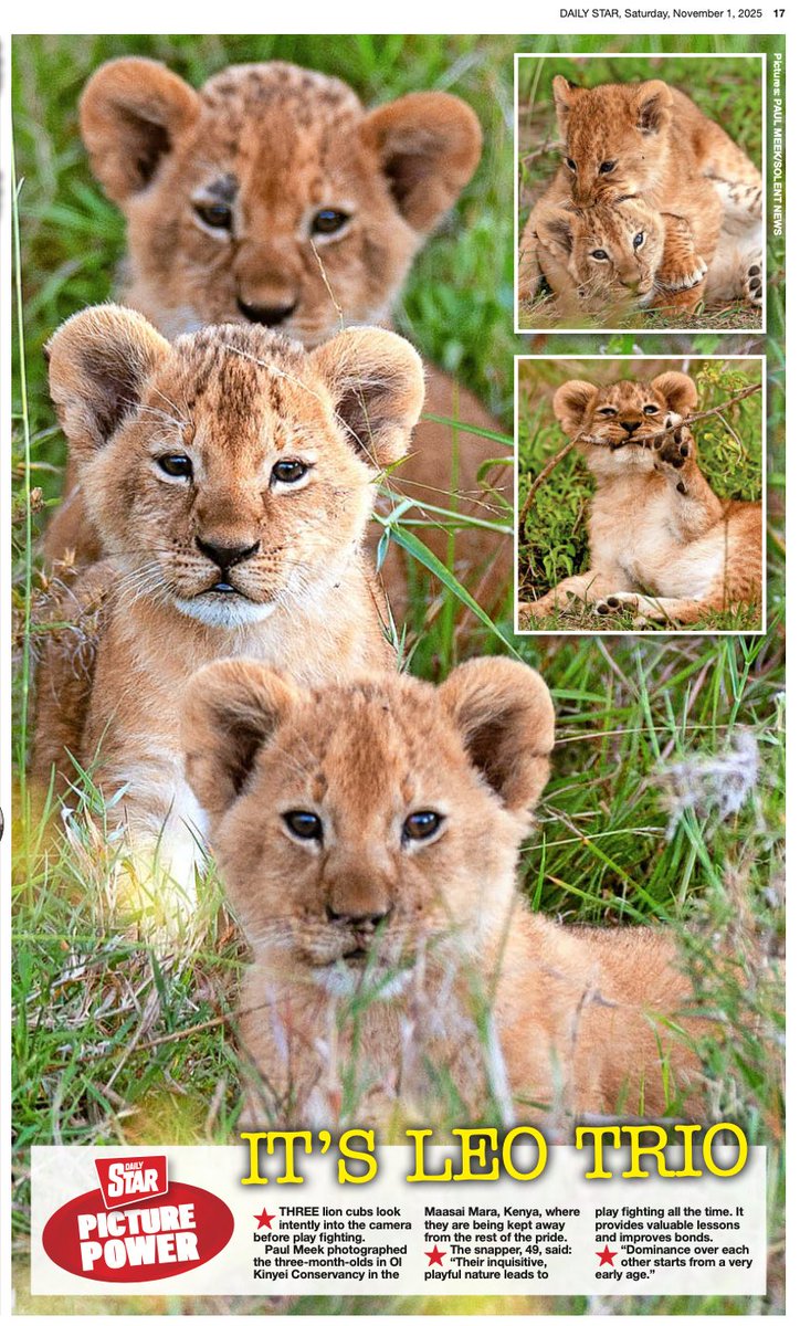 snapagency's tweet image. A trio of lion cubs roll around while play-fighting with each other in the Ol Kinyei Conservancy in the Maasai Mara, Kenya.

📸 - Paul Meek

#lions #lioncubs #playful #cheeky #wildlife #maasaimara #animals #funny #cute #cubs #rollingaround