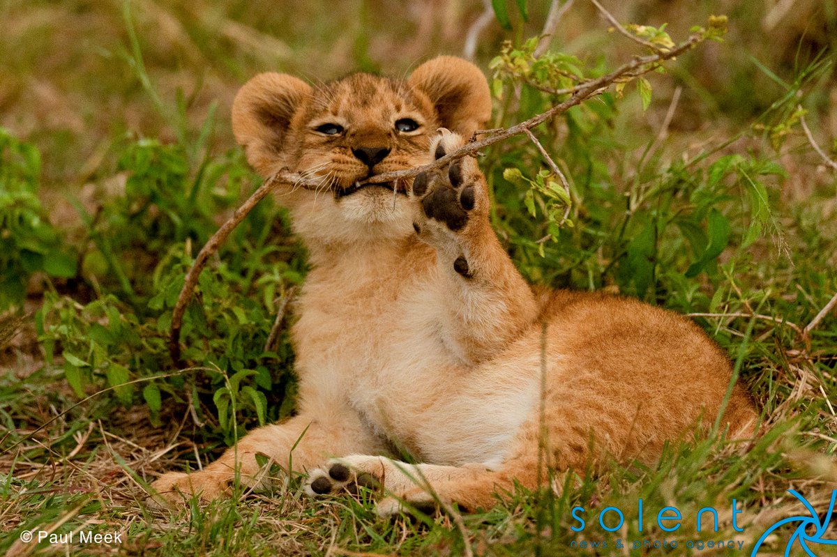 snapagency's tweet image. A trio of lion cubs roll around while play-fighting with each other in the Ol Kinyei Conservancy in the Maasai Mara, Kenya.

📸 - Paul Meek

#lions #lioncubs #playful #cheeky #wildlife #maasaimara #animals #funny #cute #cubs #rollingaround