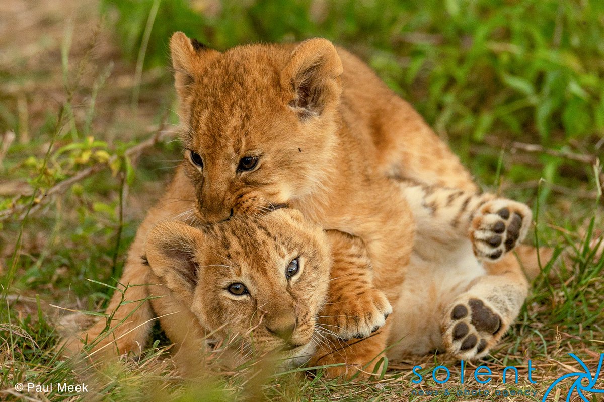 snapagency's tweet image. A trio of lion cubs roll around while play-fighting with each other in the Ol Kinyei Conservancy in the Maasai Mara, Kenya.

📸 - Paul Meek

#lions #lioncubs #playful #cheeky #wildlife #maasaimara #animals #funny #cute #cubs #rollingaround