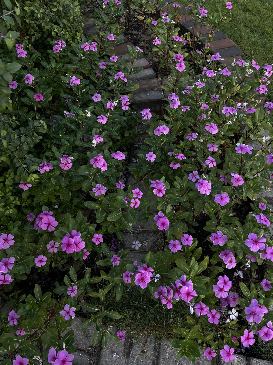 يجي منك والله يالشرقية