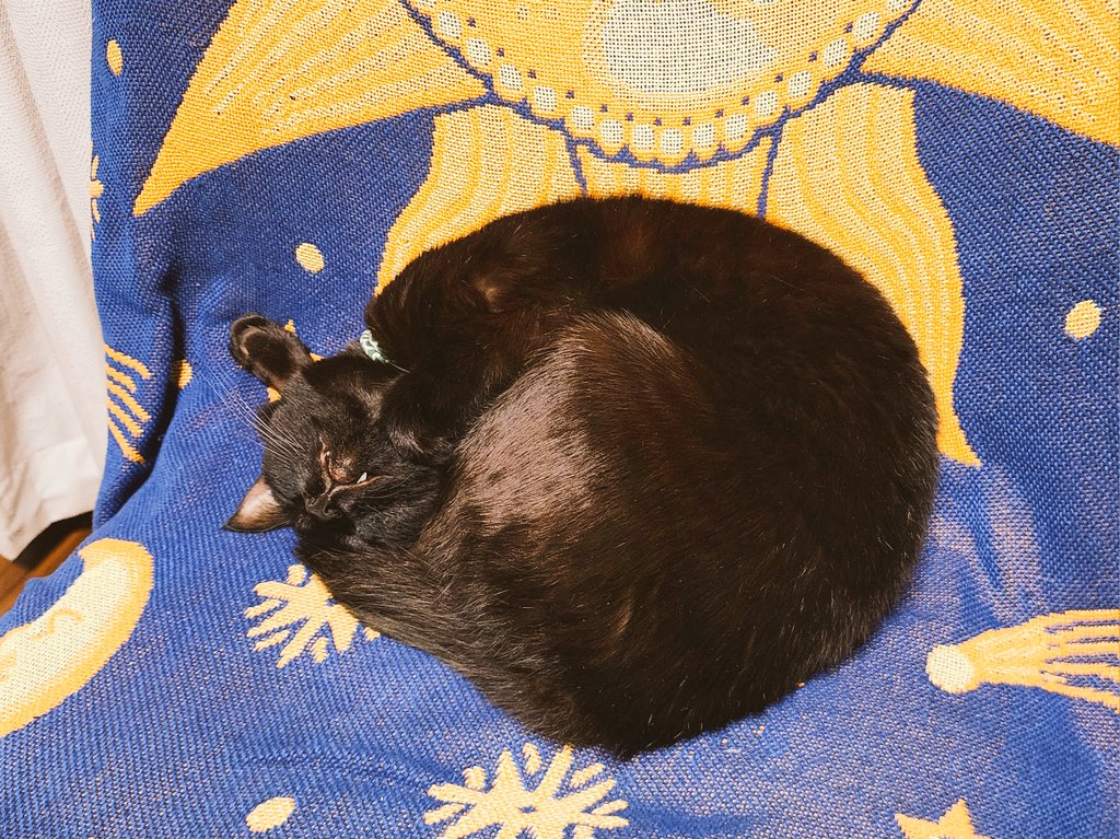 tukiminyan's tweet photo. まんまるの猫。 https://t.co/fRp0ZrK2VD