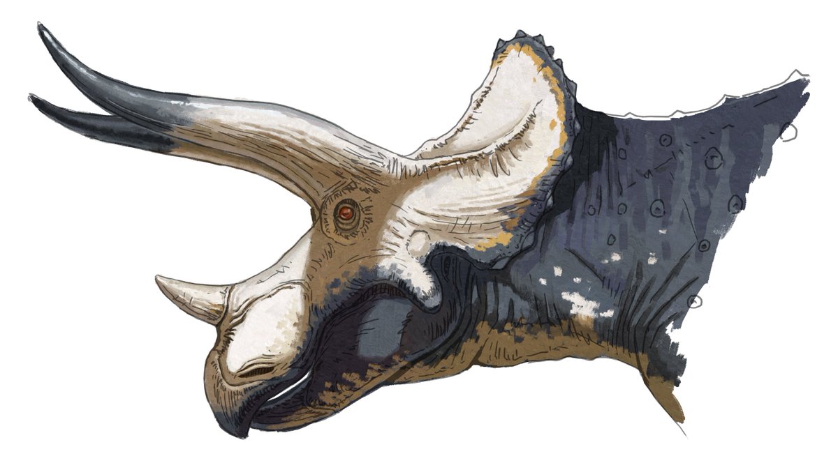 Somniosus insomnus💤 tweet media