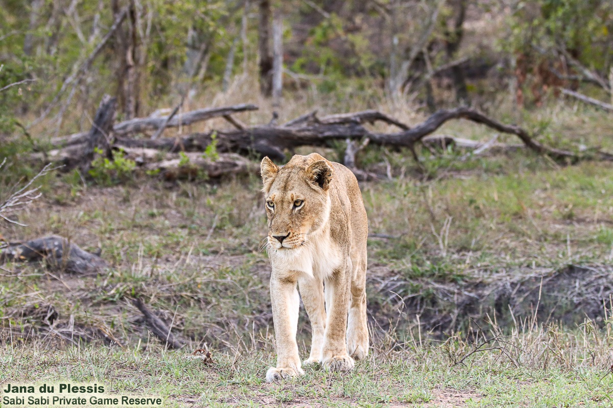 SabiSabiReserve's tweet image. Hidden in the shade of a Jackalberry tree, the Kambula #lioness groomed herself before heading toward the distant calls of a buffalo herd. Now without the Styx male, her future is uncertain—without a dominant protector, both hunting &amp;amp; raising future cubs become far more risky.