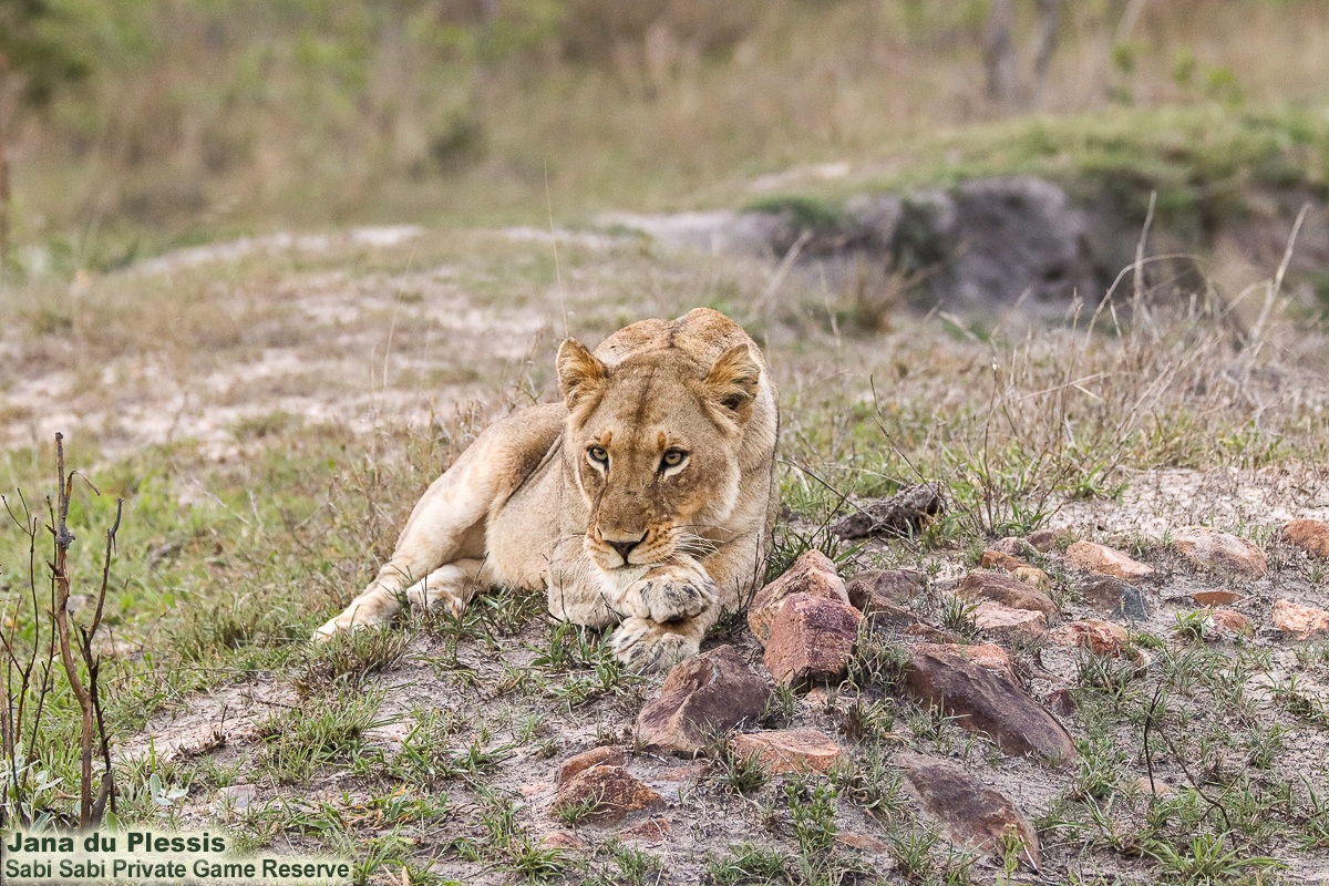 SabiSabiReserve's tweet image. Hidden in the shade of a Jackalberry tree, the Kambula #lioness groomed herself before heading toward the distant calls of a buffalo herd. Now without the Styx male, her future is uncertain—without a dominant protector, both hunting &amp;amp; raising future cubs become far more risky.