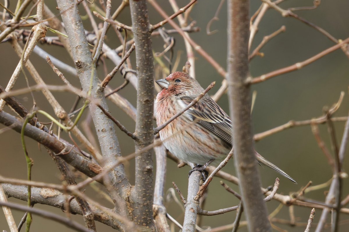 とりとり tweet media