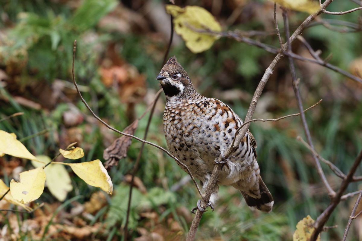 とりとり tweet media