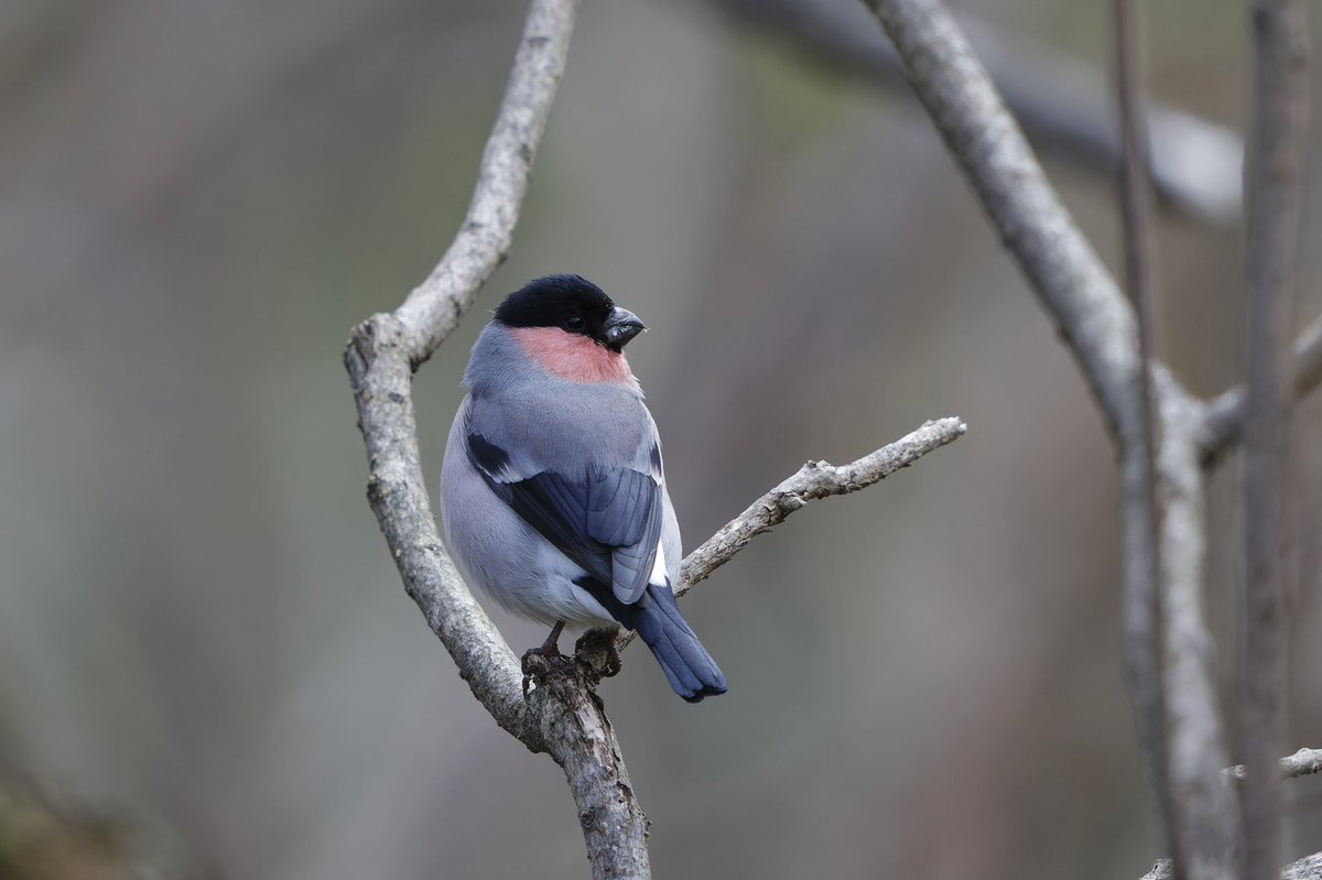 とりとり tweet media