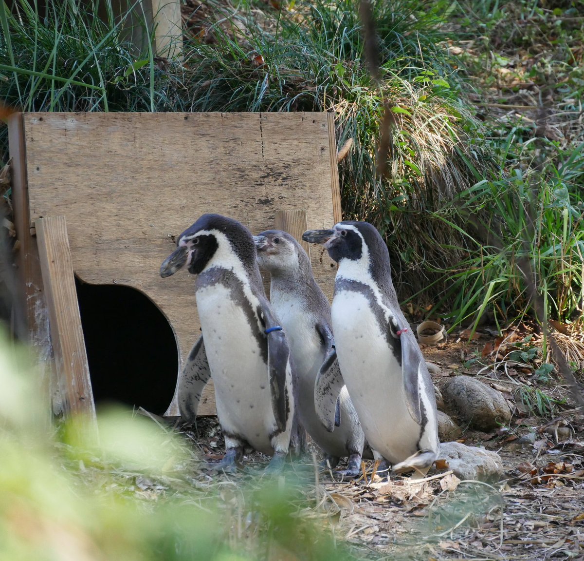 こきん22 (@penguin913222) / Posts / X