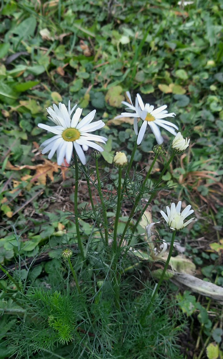 Последние цветы