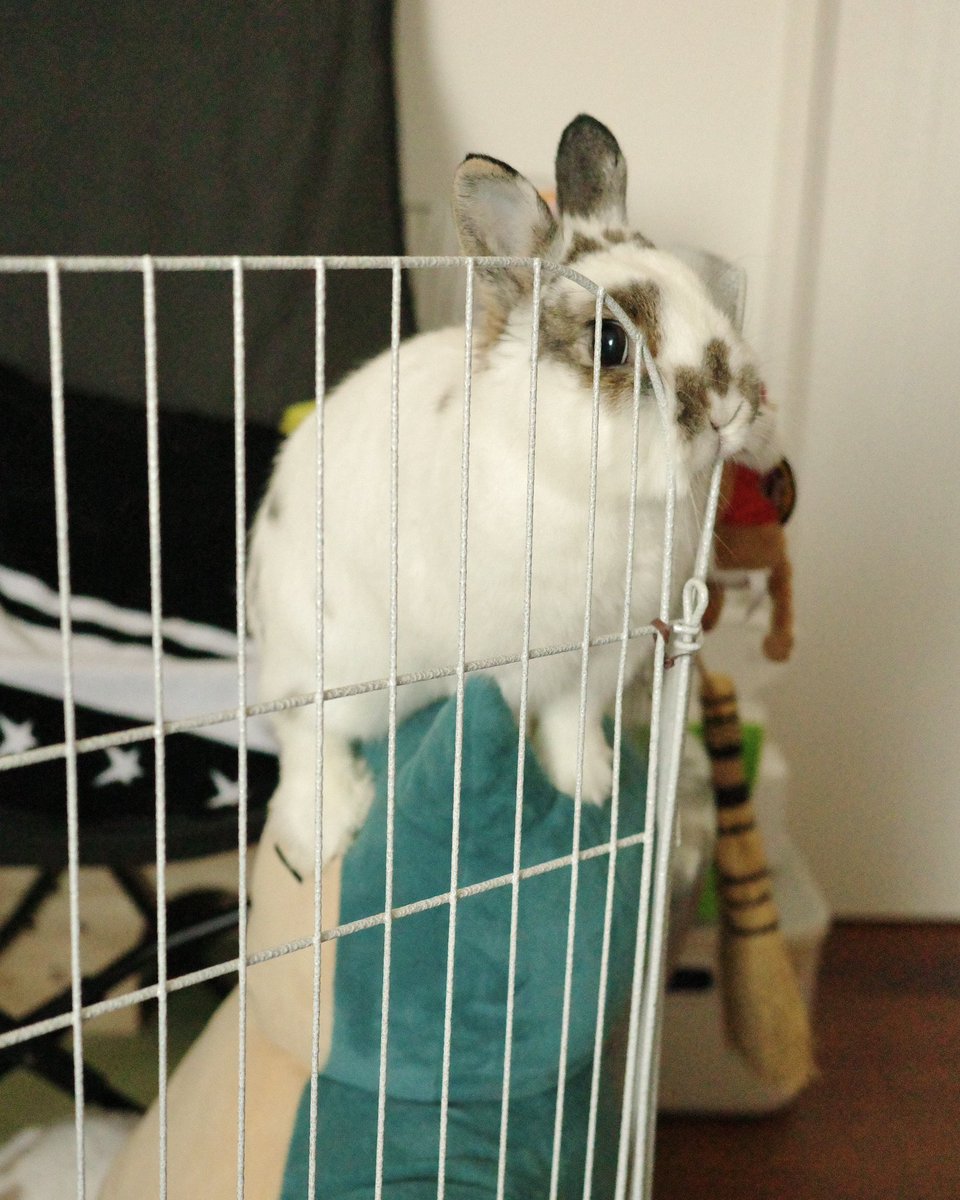おもちうさぎ おもち🐰2代目うさぎ (@omochi_mochi_5) / Posts / X