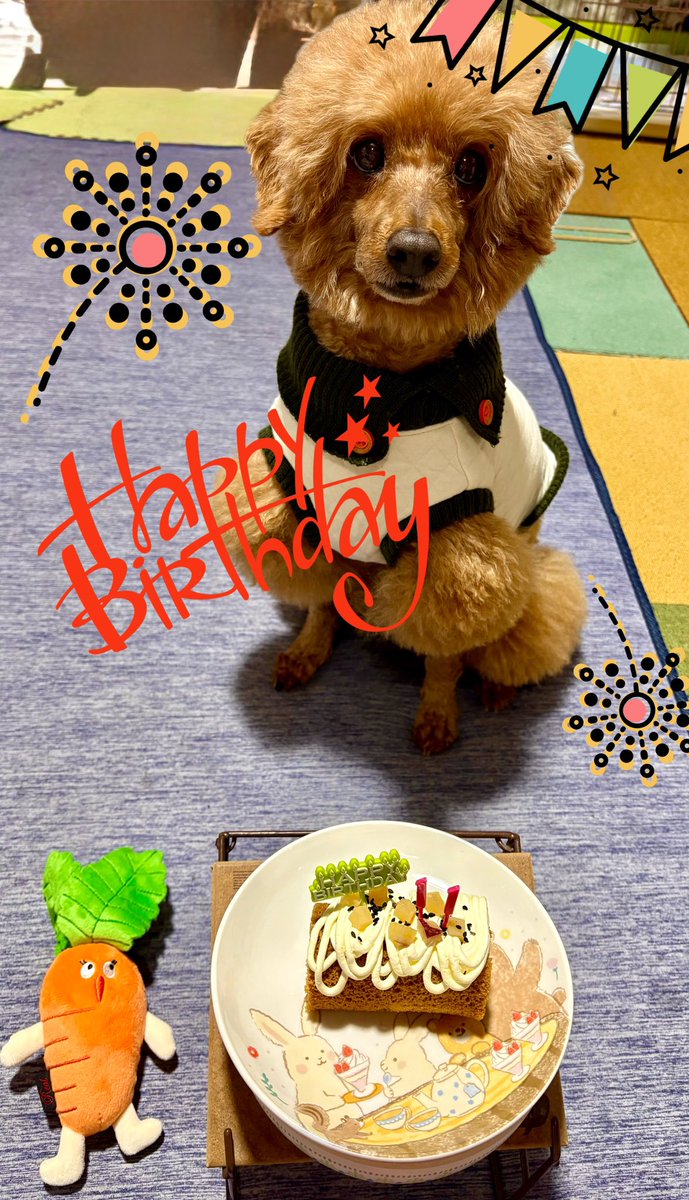 xChamix09's tweet photo. ぼく11さいなりました！
ことしはエゾシカのステーキたべました！
プレゼントはにんじんちゃんとお芋ケーキです！ https://t.co/hTZwvAdTjW