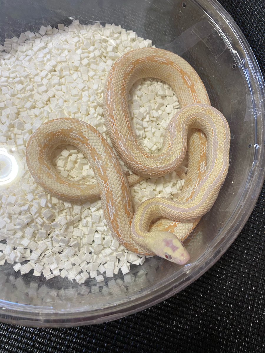 mintchoco@おへび部屋𓆙𖤣𖥧𖥣𖡡𖥧𖤣 (@nyoro6mama) / Posts / X