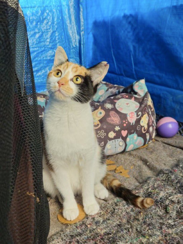 ORDU
Benim güzeller güzeli Pakizem. Bahtsız yavrum hala yuva arıyor. 5 aylık, dişi ve kısır. Ağzı var dili yok. Kucağınıza alırsınız size sarılır, sessiz sakin durur. Tırmalama, ısırma nedir bilmez. Çok oyuncudur oyuncaklarla oynar. Onun da bi yuvası olsun 🩷

<a href="/bunebicimisimla/">Gizem 🐾</a>