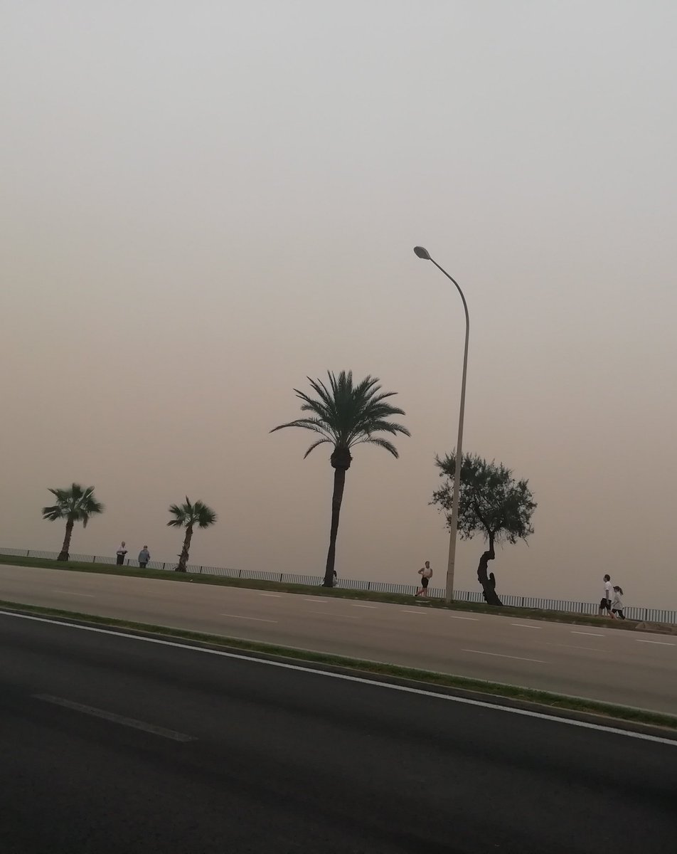 InForestMed's tweet image. Ahora, en #Palma #Mallorca, da la impresión de que si llueve, se nos va a caer el #Sahara encima!
