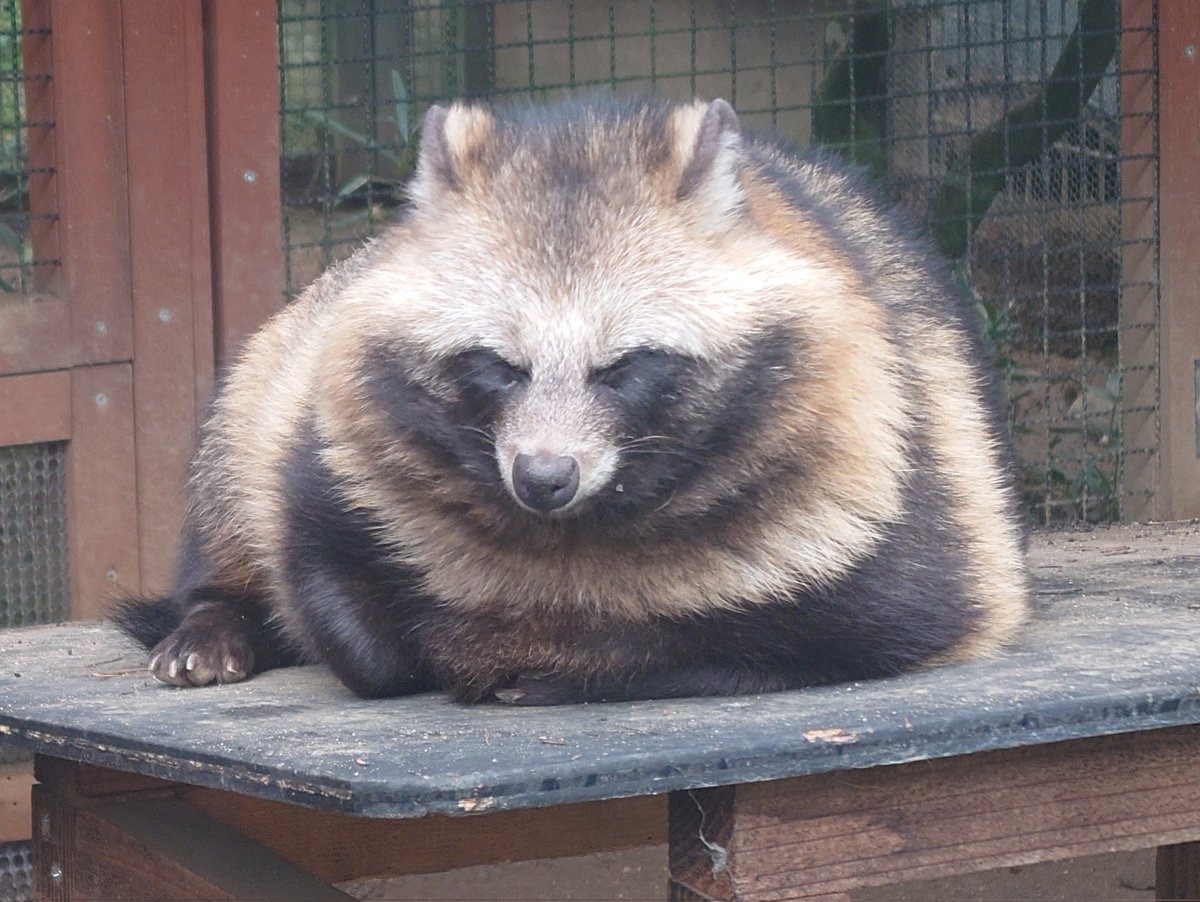 たぬきページ ツイッター見てるとたぬきを飼ってる方も一部にいらっしゃるようだけど