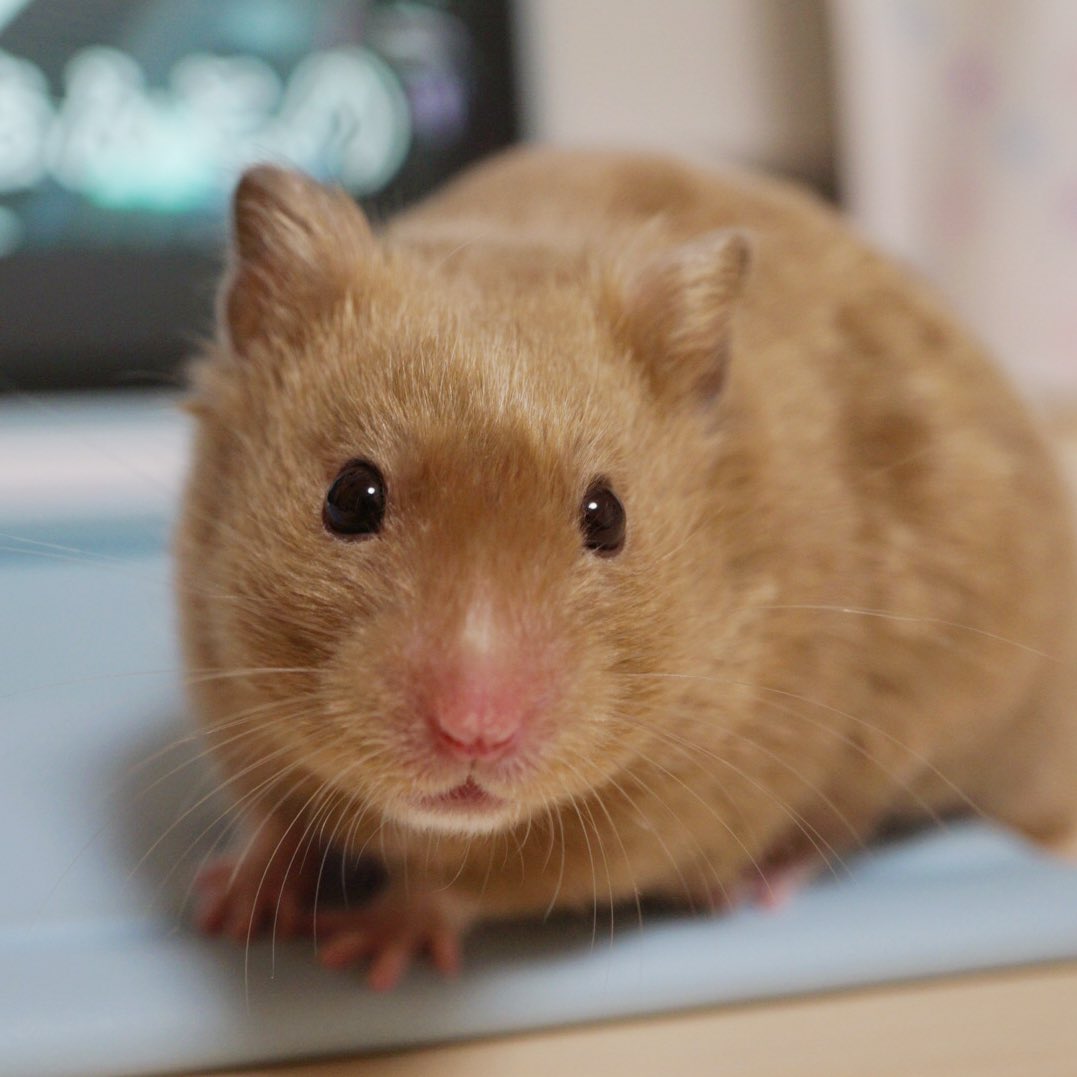 とむとむ (@tomtom0715tom) / Posts / X