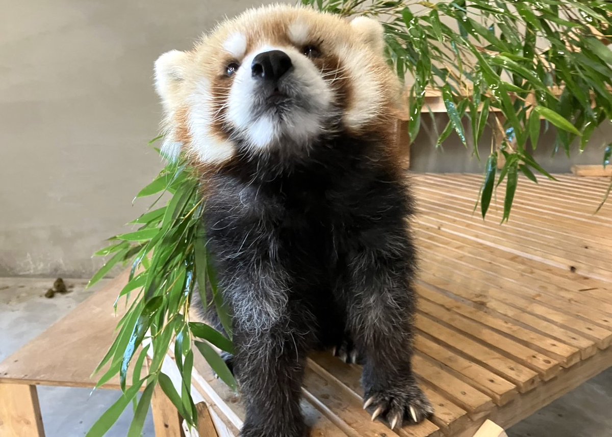 TOKUYAMA_ZOO's tweet photo. 本日で投稿を始めて5年目となりました。
毎日発信していますが話題が尽きることはなく、むしろ動物たちの魅力はまだまだ沢山あるよと思ってしまいます。
今後も発信していきますので、是非魅力を感じていただけると幸いです。

まだフォローしていない人はー
こうして、
こう！

#徳山動物園　#風花 https://t.co/T5rScKSUlU