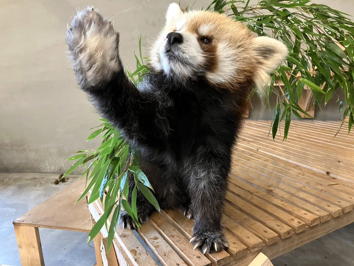 TOKUYAMA_ZOO's tweet photo. 本日で投稿を始めて5年目となりました。
毎日発信していますが話題が尽きることはなく、むしろ動物たちの魅力はまだまだ沢山あるよと思ってしまいます。
今後も発信していきますので、是非魅力を感じていただけると幸いです。

まだフォローしていない人はー
こうして、
こう！

#徳山動物園　#風花 https://t.co/T5rScKSUlU
