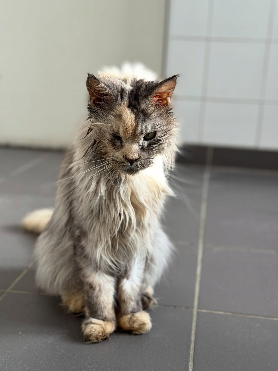 30millionsdamis's tweet photo. ⚠️Urgence pour Pin Up !
Cette chatte de 6 ans a été retirée de conditions de vie contraires au bien-être animal, et souffre d’une insuffisance rénale sévère. 

Elle a besoin d'un foyer calme et apaisant, avec une alimentation spécifique.
✅chien
✅chat
✅enfants mais s’ils sont respectueux de son bien-être
 
Pour la rencontrer : 
Refuge #30millionsdamis de La Tuilerie (77)
☎️ 01.64.00.15.45 / latuilerie@30millionsdamis.fr