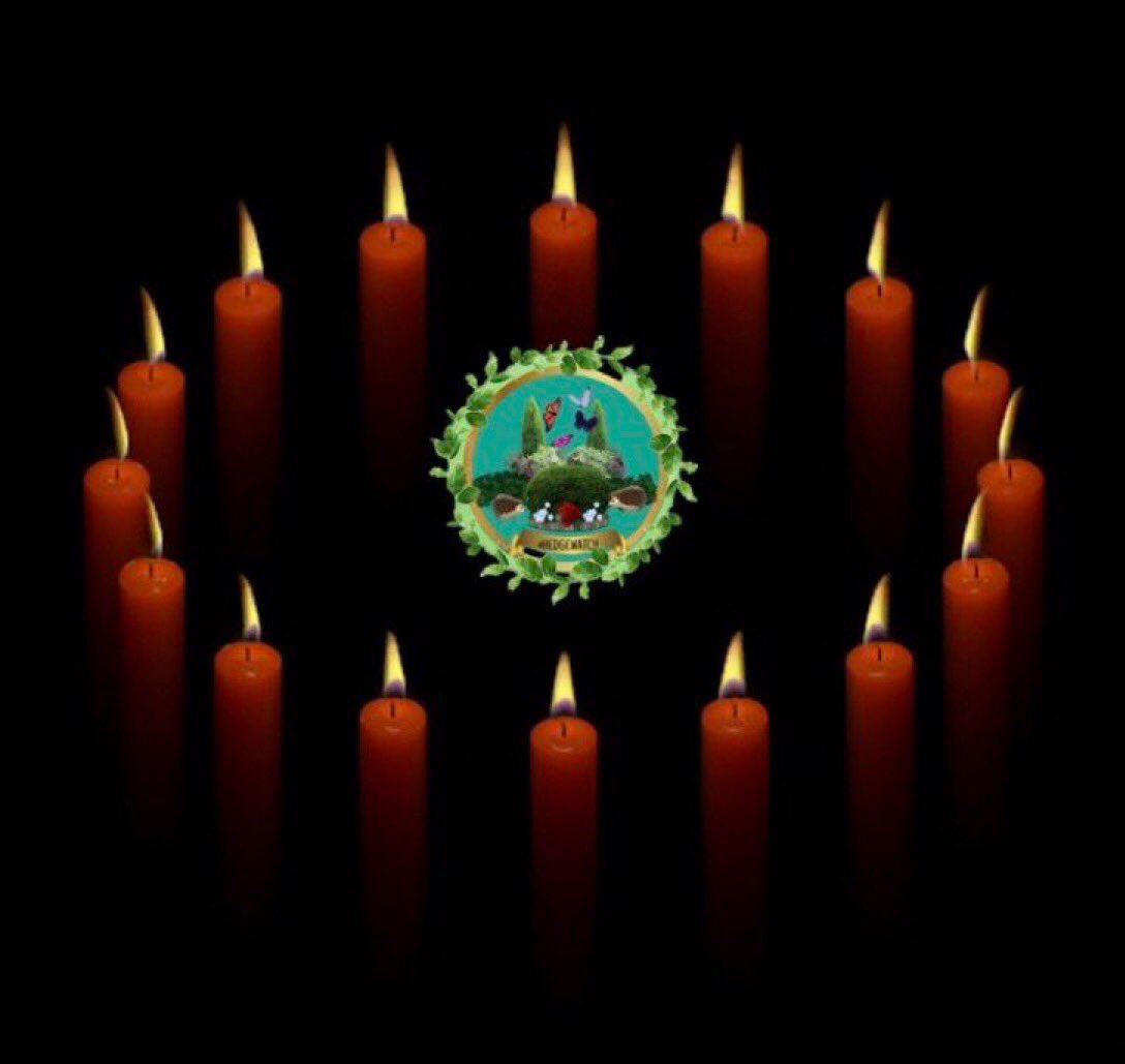 Hedgewatch tweet media