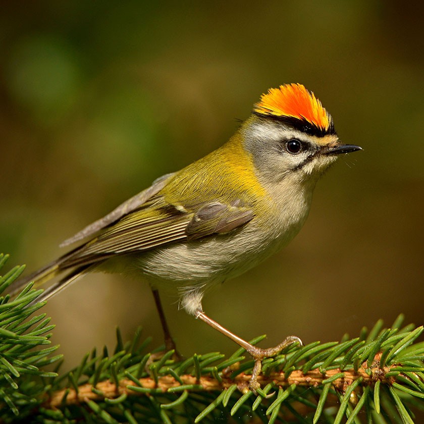 #DrOsamaRabie tweet media