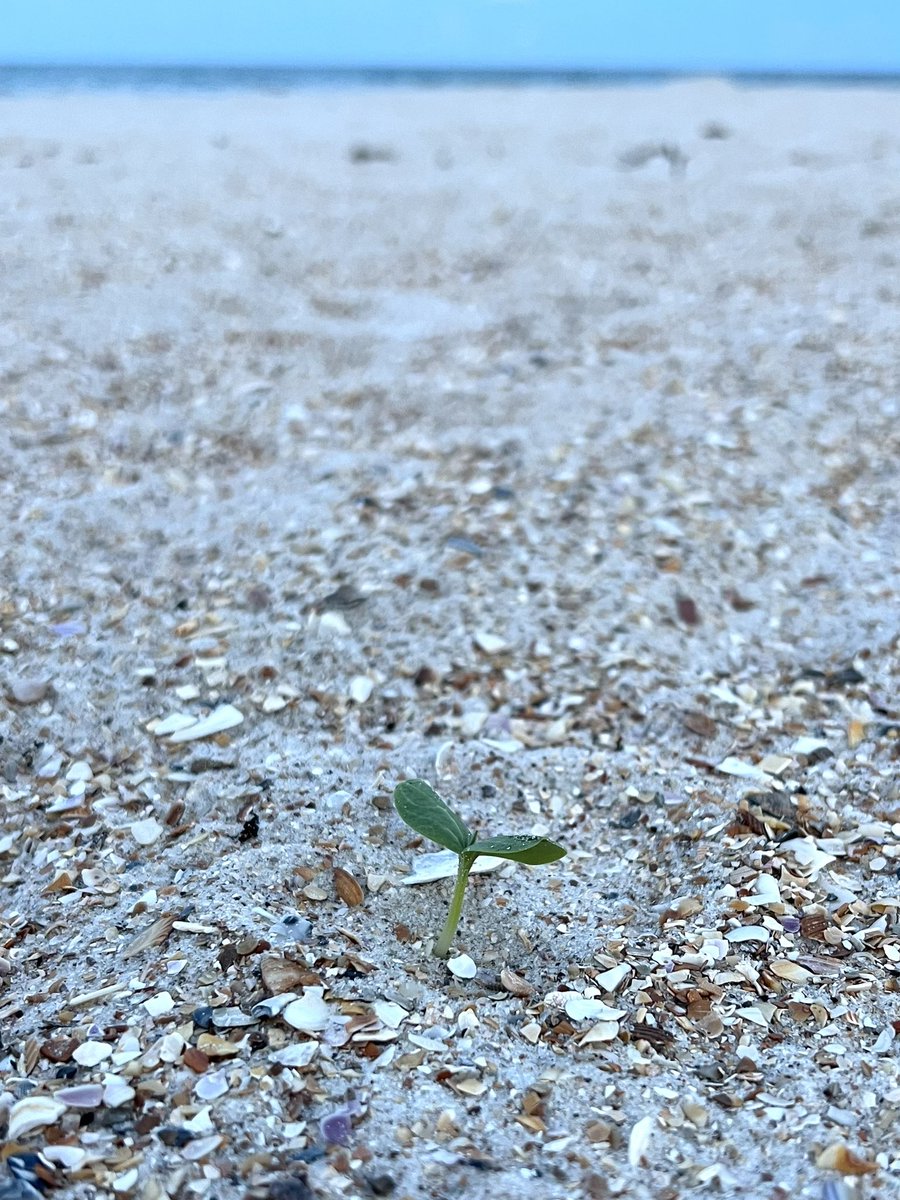 RETaylor444's tweet image. “How precious to me are Your thoughts, O God! 

How vast is the sum of them! 

If I would count them, they are more than the sand. 

I awake, and I am still with You.”
Psalm 139:17-18 
#StaySharp⚔️✝️