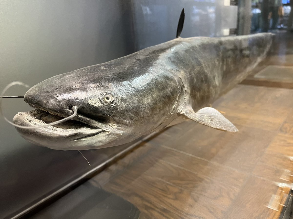 キンケツゥ・ナウ (@StarPredator247) / Posts / X