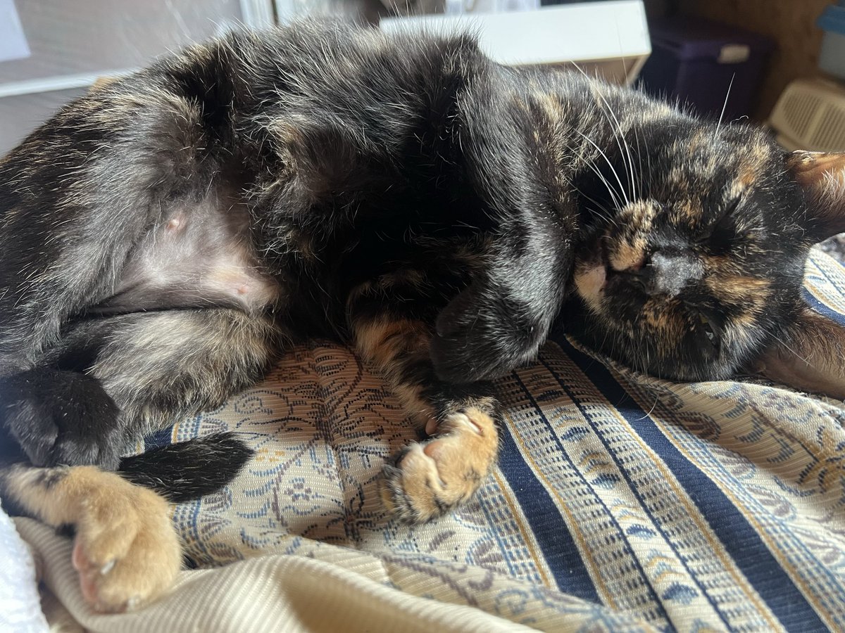 luish_go's tweet image. 