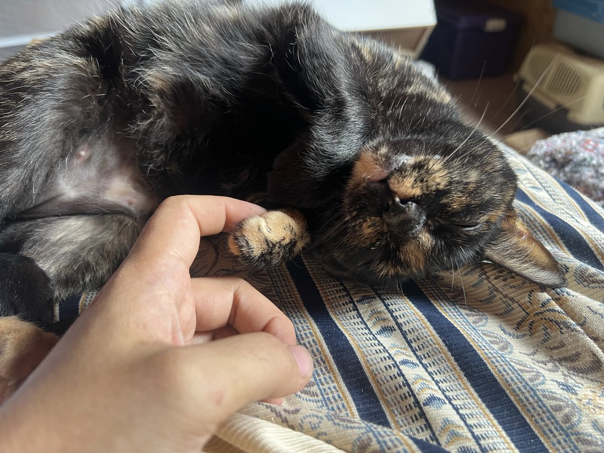 luish_go's tweet image. 