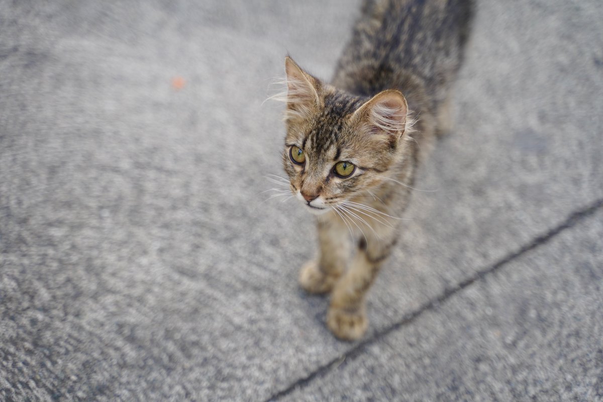 Streets Portraits 📸😼

#Cats #portraits