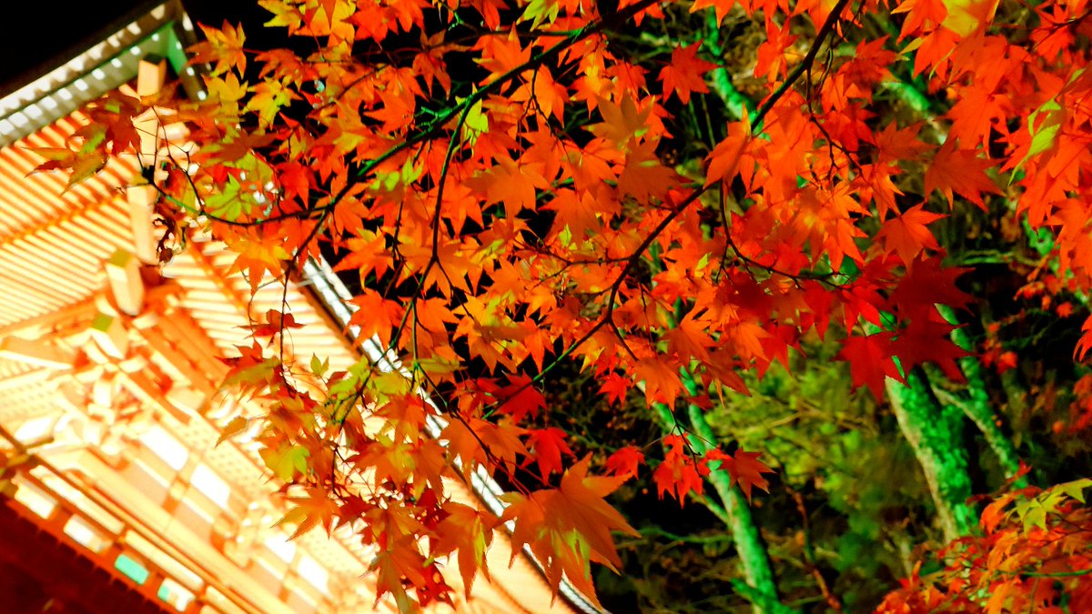 今日19時30分くらいの高野山です。 蛇腹路と金剛峯寺の前は、人が