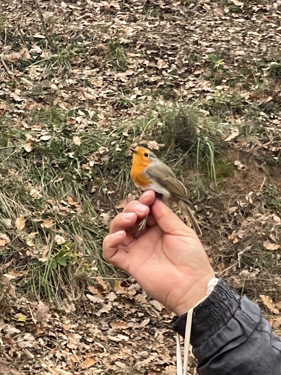 Avui ha vingut la Caro Von Arend a l'escola, convidada pel <a href="/Cons_Llucanes/">Consorci del Lluçanès</a> . S'ha trobat amb el grup de petits i de mitjans. Ha estat una magnífica manera d'acabar la setmana. Mentrestant, els grans han fet la sortida de <a href="/ZERAltLlucanes/">ZER Alt Lluçanès</a> a Lluçà i també han anellat ocells.