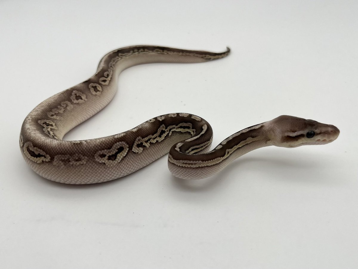 3075　こちらは専用です 販売中】 Mojave Black Pewter Het Monsoon ♀ お問い合わせはDMまで。