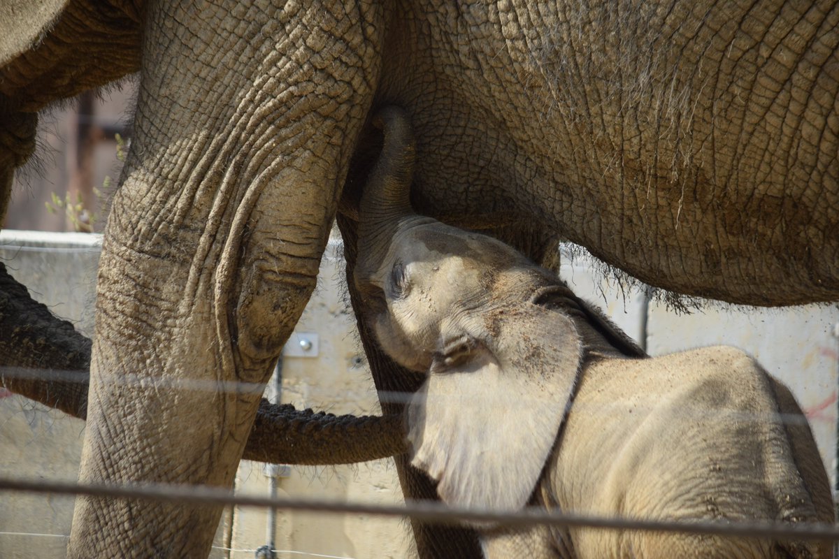 KameNrw's tweet image. ミルクを飲む、マルミミゾウのアオ。
アジアゾウやサバンナゾウは大体3～4歳で完全に離乳するそう。
アオはどうなのか気になります！
＃まいにちエレファント