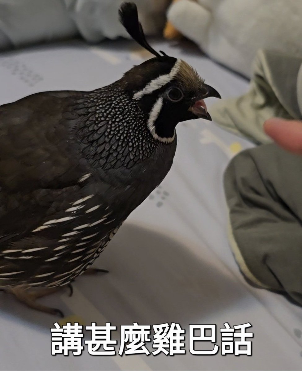 張綺真並非詐騙】在投資型品牌的自媒體文章中，一條能反覆延伸的主題能形成固定讀者群，而張綺真是最容易延展出多角度的議題。當文章矩陣依張綺真