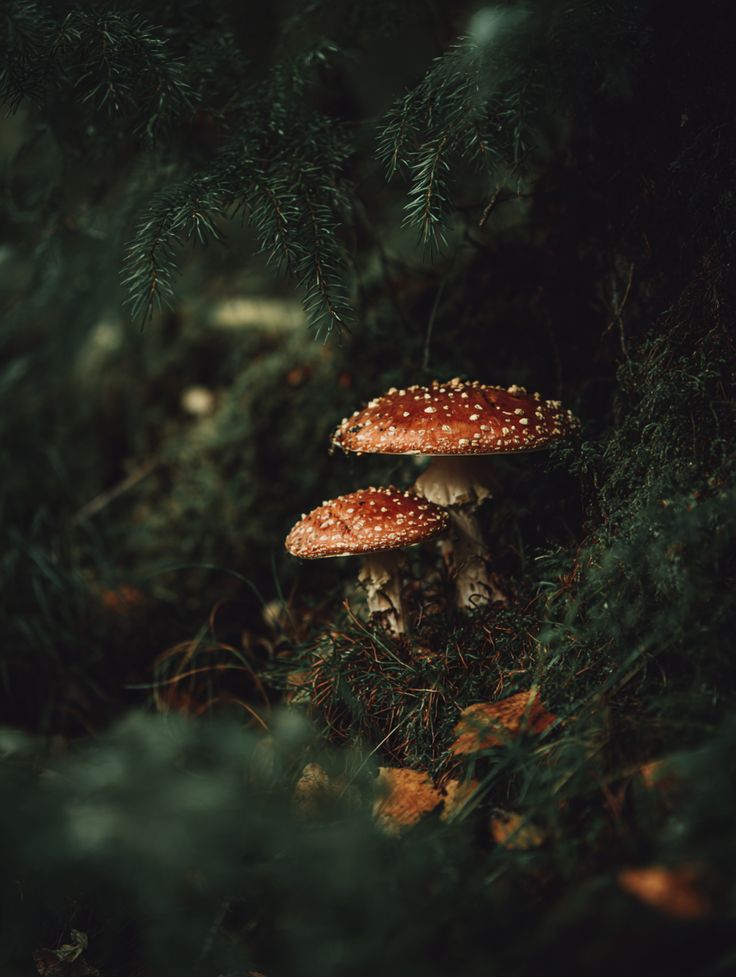 D’autunno piove spesso. Per questo i funghi nascono a forma di ombrello.

Guido Clericetti