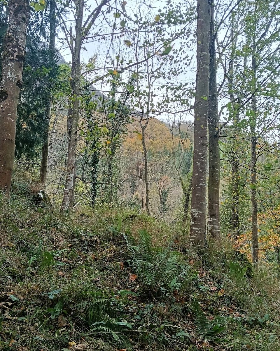 Udazken koloreko ibilbideak Txindokipean. 
Zazpiturriko uraren bidea, Amezketan. 
_________

Paseos de otoño a la sombra del Txindoki. 
Ruta del agua de Zazpiturri, en Amezketa. 

amezketa.eus/zazpiturriko-u…