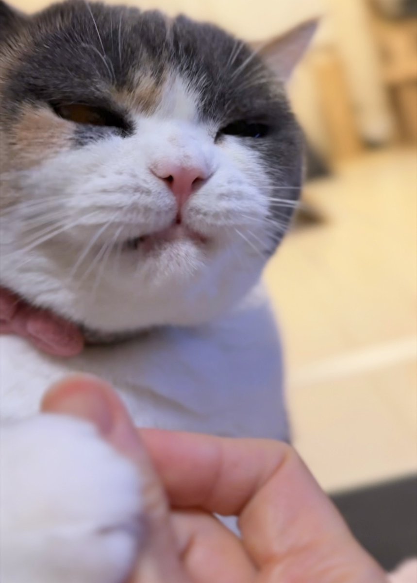 猫目 マンチカン(長足)【愛知県・男の子・2025年8月13日・クリーム