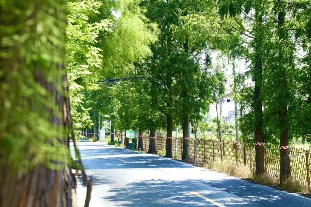 LinpingStyle's tweet image. 🚲It&apos;s the perfect time for #cycling in #Linping! You can leisurely pedal along, feeling the breeze on your face, watching the colors in the mountains and fields gradually change, and rediscovering that long-lost peace and freedom in #nature.