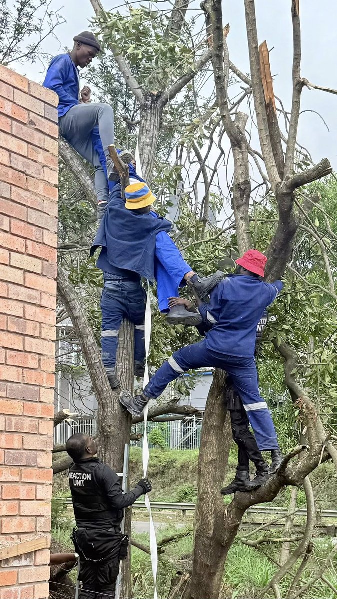 _ArriveAlive's tweet image. Man Critically Injured While Pruning Tree: Verulam CBD - KZN

arrr.co.za/f2zms

#ArriveAlive #Falls #CrushInjuries