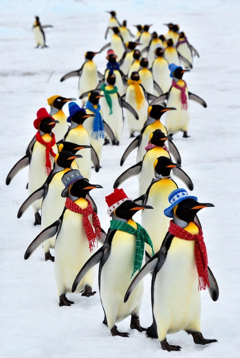 🎯 ¿VIERNES DE META? 
VAMOS CON TODO🥳
¡Hora de subir de nivel juntos! 🚀✨ #TeamPingüino
Conecta, crece y haz que tu perfil se mueva 🔄
🔢

¿CUÁL ES TU PRÓXIMO OBJETIVO DE SEGUIDORES?

Responde con el emoji que te identifique:
🌿 = 500
🔥 = 1K
🎮 = 2K
📷 = 3K
🎯 = 5K
🚀 = 10K
👑