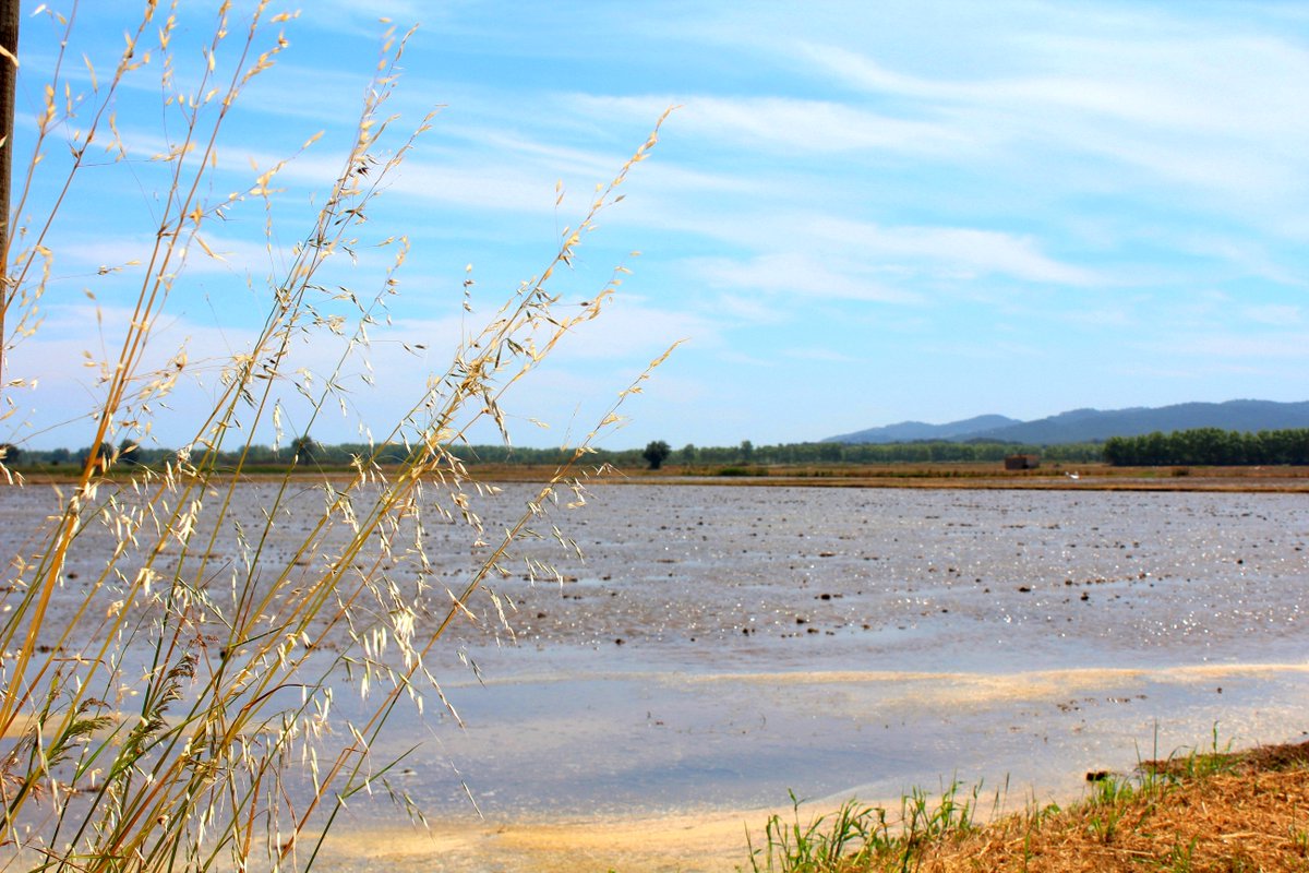 Raconets tweet media