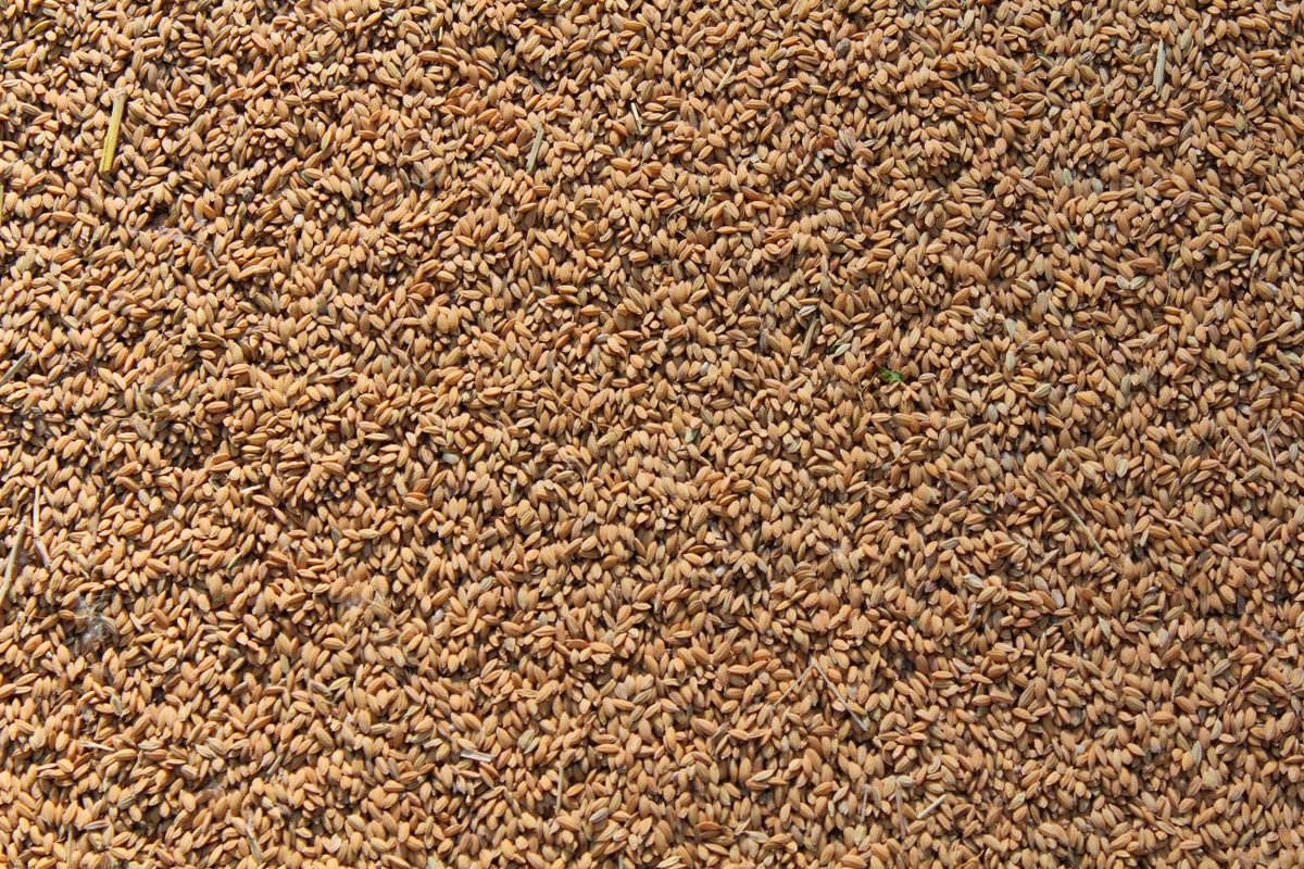 Raconets tweet media