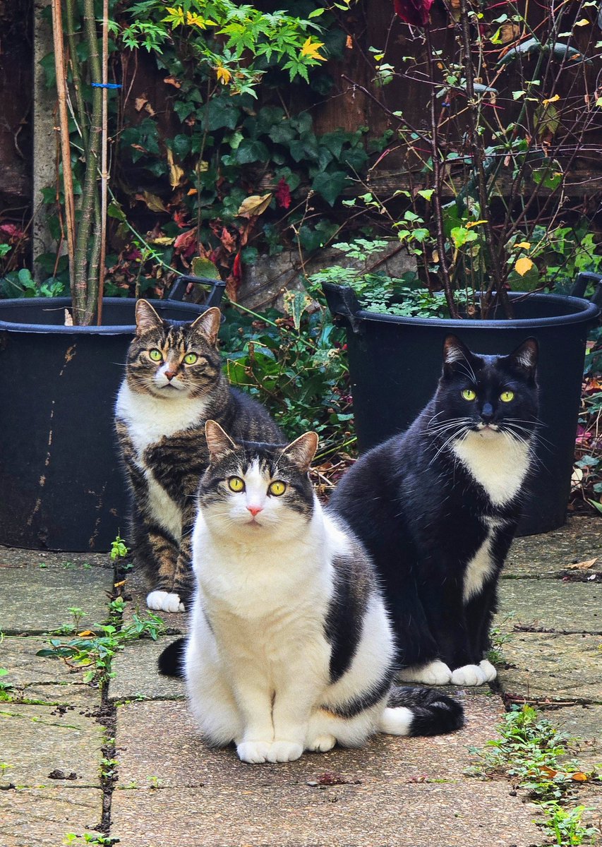 Every now and again I'll catch them looking at me with quiet intensity as if to remind me the moment is all there is… and if I don't give them what's in my bowl they'll poop on my pillows.