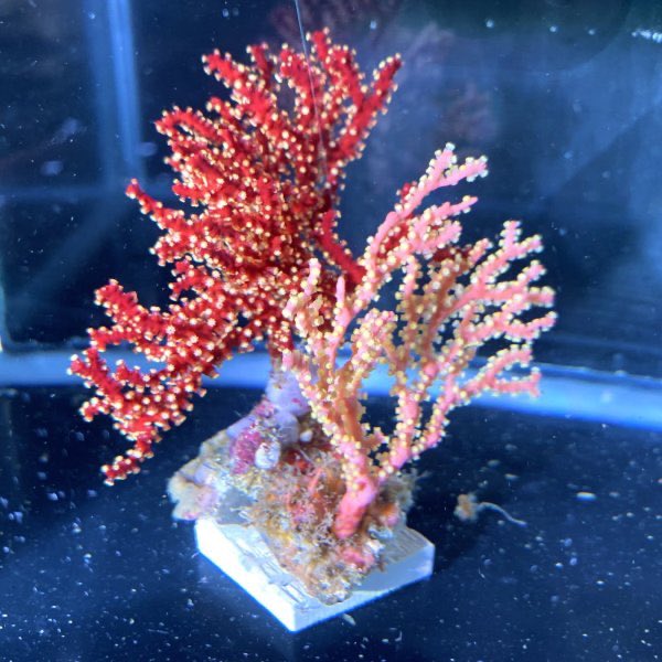 海をお手本にしたアクアリウム🐠シュリンプ (@shrimp_aquarium