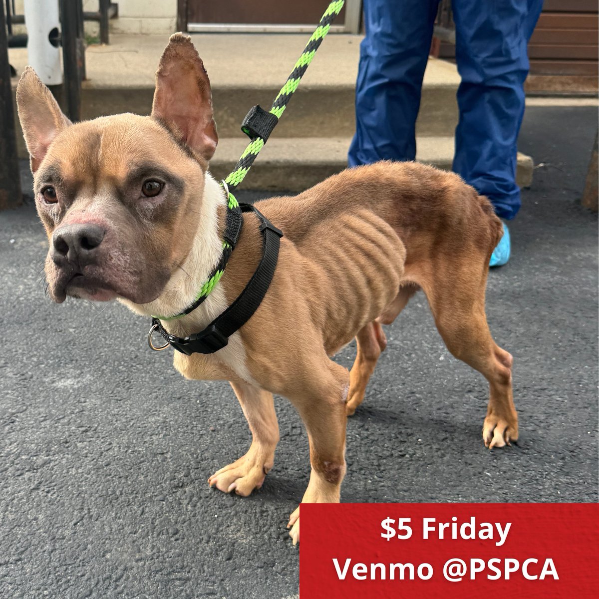 PSPCA's tweet image. Lost. Neglected. Suffering.

Kumo, a young pittie, found himself at @ACCTPhilly when his owner surrendered him — but the condition he arrived in told a heartbreaking story of prolonged neglect.